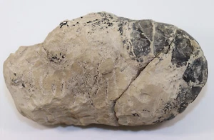 Lobster, Tertiär, Eozän, Minster, Sheppey, UK -f976 - Picture 1 of 8