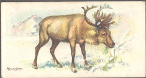 Players - Wild Animals of the World, 'issued by', no 'branch' - Reindeer - Picture 1 of 1