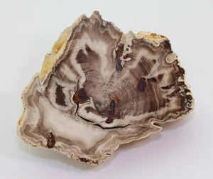 Nadelholz, Sequoites primaeva,Kreide, Santon, Grube Käskorb, Kelmis,Belgien-L927 - Picture 1 of 6