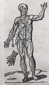 Anatomy Flayed 1614 Rare Muscle Woodcut Ambroise Paré Medicine - Picture 1 of 7