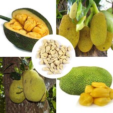 Nuovi semi nutrizionali multipli di frutti tropicali Jackfruit OO55