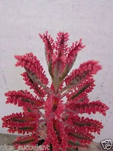 PINK BUTTERFLIES Hybrid Kalanchoe Variegata Succulent Cutting 4" - 6" - Picture 1 of 12