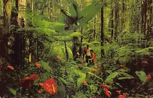 Postkarte HI: Regenwälder, Anthurien, Vintage Hawaii - Bild 1 von 2