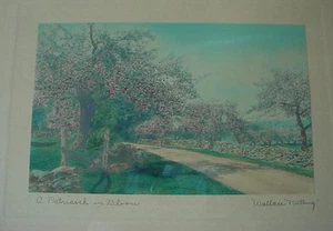 WALLACE NUTTING A Patriarch In Bloom print framed - Bild 1 von 3