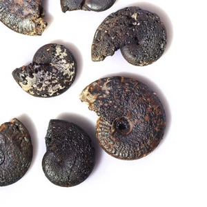 5Pcs Ancient Marine Life Fossils Rough Collection Ornament Teaching Specimen - Picture 1 of 8