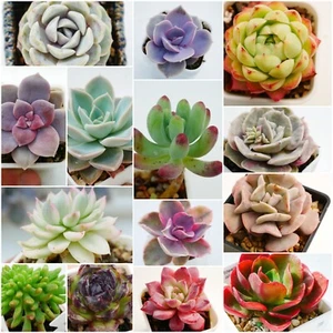 Named Succulent Leaves Variety Pack for Propagation x 10, Leaves Bundle - Picture 1 of 2