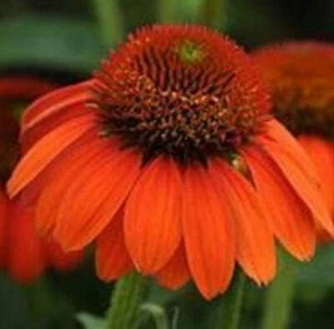Echinacea (Coneflower) Sombrero® Adobe Orange Perennial Plug Plants Pack x6 - Picture 1 of 2