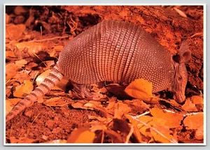 Postal Nueve Bandas Armadillo Dasypus novemcinctus - Willis Peterson - Imagen 1 de 2
