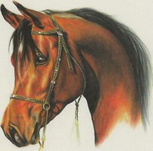 Horse Postcard - Uwe Leitmeier -Arab Stallion 