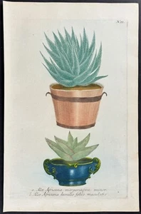 Weinmann - Aloe. Grabado mezzotint 55 - 1737 - Imagen 1 de 1