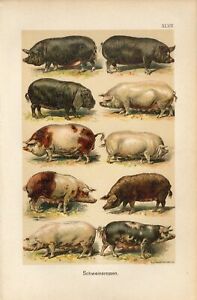 1890 PIGS PIG BREEDS Antique Chromolithograph Print Martin