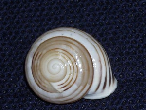 ALABASTRINA SUBVANVINCQUIAE WOOOOOOW - Imagen 1 de 2