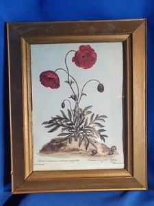 Beautiful Plate Coloured by John Edwards and Engraved by W. Darling from Book - Picture 1 of 10