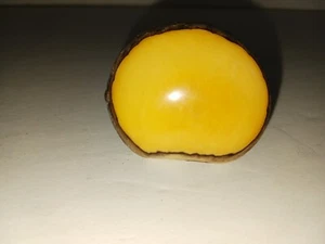 Natural Hard Nut Ivory-like Polished Window suitable for Scrimshaw - Picture 1 of 3