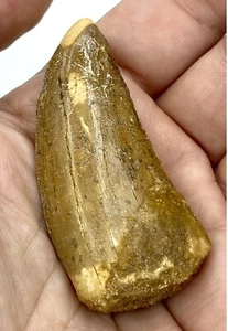 Carcharodontosaurus Dinosaurier CARCHARODON ZAHN 2 3/8"" aka afrikanischer TREX T REX CT9 - Bild 1 von 5