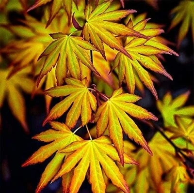 Acer Palmatum 'Katsura' - Japanese Maple 25-35cm in Height - Autumn Colour - Image 1 of 4