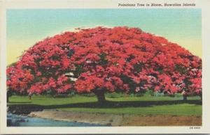 Poinciana Tree In Bloom Hawaiian Islands Linen Postcard - Picture 1 of 2