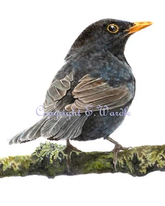 ACEO 2.5" X 3.5" 'Mr Blackbird' Bird PRINT of Original Watercolour - Picture 1 of 1