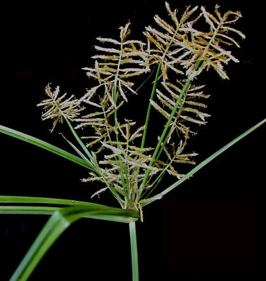 20 Semillas de Nuez de Tigre (Cyperus esculentus) | NO TRANSGÉNICAS | Envío Gratis | Perennes Foto 1 de 3