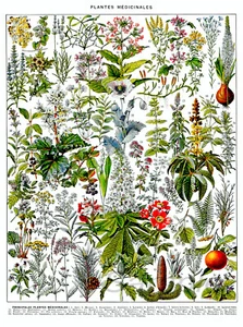 MP02 MEDICINAL PLANTS VINTAGE A4 POSTER PRINT - Picture 1 of 1
