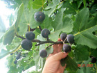 Fig tree cuttings, Takoma Violet ,productive&delicious, cold,rain resist ,5 pcs 