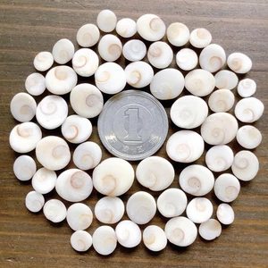 Small Turban Shell Lid Natural Sea Shell Art Craft From Japan - Picture 1 of 3