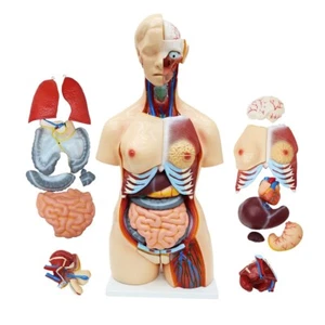 Modello Torso Umano Usato per Uomo e Donna 25pz/Set Manichino Staccabile Modello Torso - Foto 1 di 23