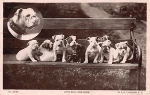 POSTCARD DOGS JOHN BULL AND SONS - Picture 1 of 2