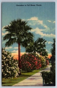 Oleanders in voller Blüte, Florida, Vintage Curteich Leinen Postkarte - Bild 1 von 2