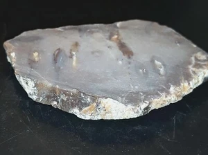 Losa de raíz de palma gris sin pulir, casi talón, muestras de piedra, tacón de roca 1,95 oz - Imagen 1 de 12