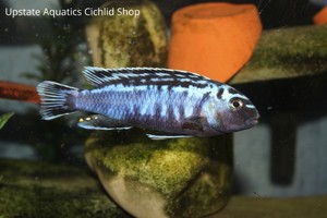 upstate tropical fish