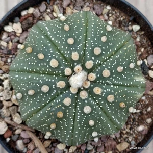 A4725 ASTROPHYTUM SUPERKABUTO olla 10 cm H 4 cm W 7 cm MaMa Cactus - Imagen 1 de 4