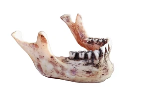 Menschlicher Unterkiefer  für Totenkopf Markus Mayer KUNSTHARZ  6 Stück Neu - Bild 1 von 6