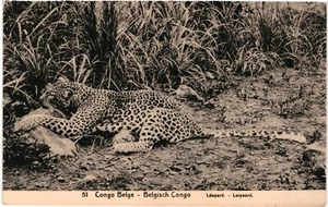 CPA Carte Postale Congo Belge Léopard mangeant sa proie VM94930ok - Picture 1 of 2