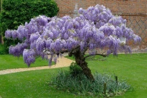Blue Rain Wisteria seeds, high quality seeds with detailed instructions - Picture 1 of 8