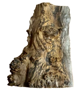 MAPLE BURL CAP TURNING CRAFTING WOODWORKING APPROX 19.5x12x7 IN - Picture 1 of 6