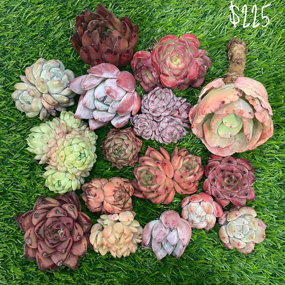 Echeveria mix - Image 1 of 1