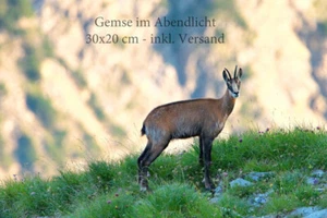 Leinwandbild aus Oberstdorf "Gams im Abendlicht" 30x20 inkl. Versand - Bild 1 von 1