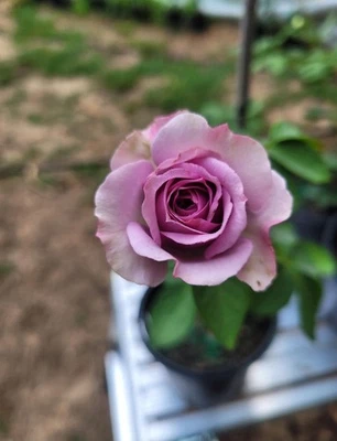 Climbing Rose Rosa Quicksilver Live Starter Plant Semi Dormant  - Image 1 of 4