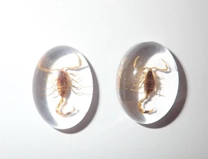 Insect Cabochon Golden Scorpion Oval 18x25 mm Clear 2 pieces Lot - Picture 1 of 12