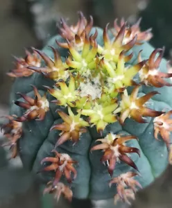 1pcs Gymnocalycium spegazzinii v.unguispinum rare cacti 201 - Picture 1 of 4