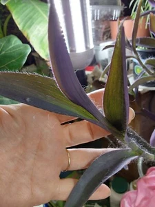 5 ULTRA FRESH CUTTINGS 3-5in. Each Tradescantia Padilla PURPLE Wandering Jew  - Picture 1 of 4