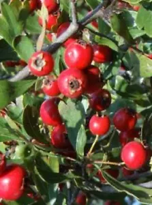 ACEROLO acerola bizcobo crataegus azarolus 100 semillas frescas seeds - Imagen 1 de 1