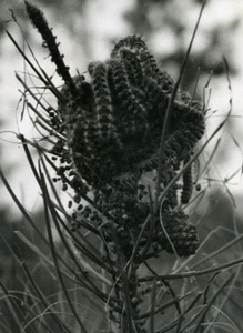Portugal Guimaraes Photographic Study Plant Pine Tree ? Old Photo Azevedo 1950 - Foto 1 di 3