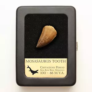 Mosasaur Tooth - With Beautiful Display Case - Picture 1 of 6