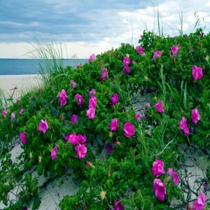 JAPANESE RED ROSE BUSH FLOWER SEEDS Rosa Rugosa Rubra Garden Hardy Flower Plant - Picture 1 of 11