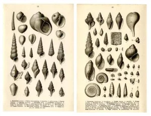 1910 FRAAS PREHISTORIC FOSSILS LITHOGRAPHS gastropods, superb snails, shells - Picture 1 of 5