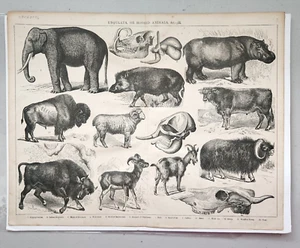 Vintage Print Ungulata or Hoofed Animals Elephant Boar Goat - Picture 1 of 5
