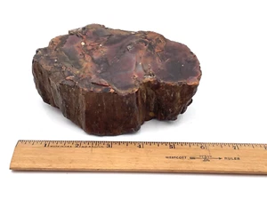Petrified Wood Chunk 2.5 Lbs 5.5" x 3.5" x 2" - Picture 1 of 12