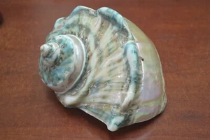 LARGE GREEN BANDED TURBO MARMORATUS SEA SHELL BEACH DECOR 7" #T-4070 - Picture 1 of 9